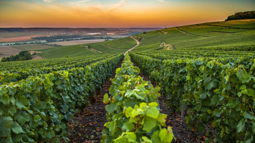 Food & Wine: Organic Wine Tasting with Saint paul Half Day Tour from Nice