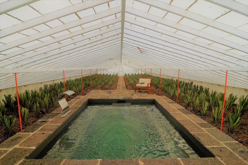 Cultural: Hot Pool in a Pineapple Greenhouse and Pineapple Tour