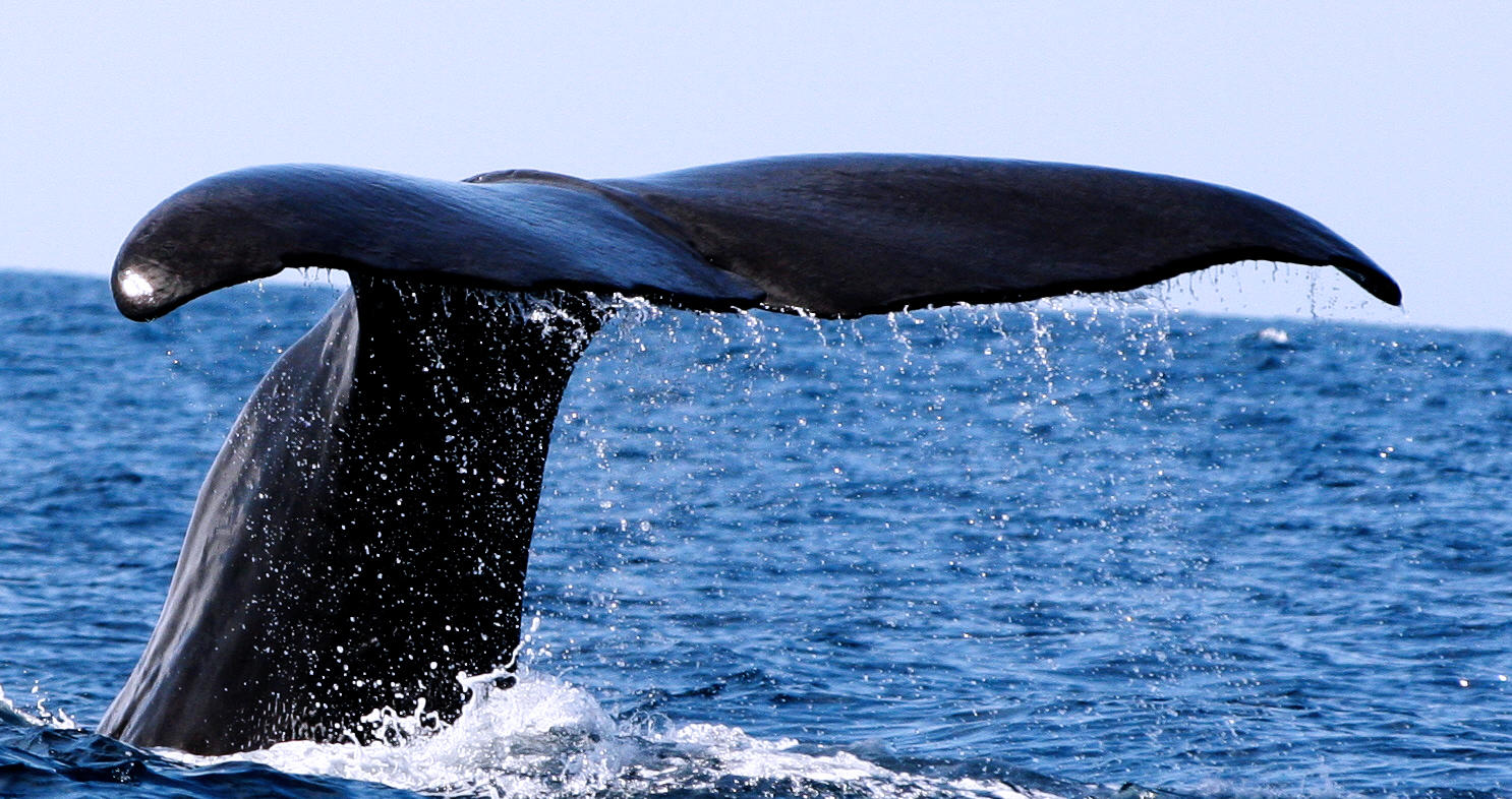 Observação de baleias e golfinhos: Meio dia - Lajes do Pico