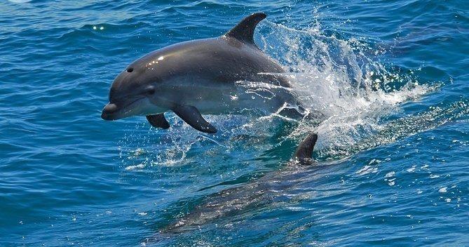 Sea Tours: Dolphin Watching in the Wild + Arrábida Private Tour