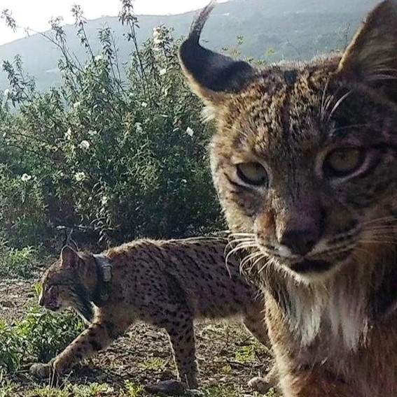 Hiking Tours: Iberian Lynx Hike - 7km - Intermediate