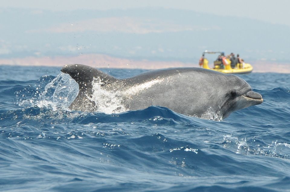 Boat : Insonia - Caves & Dolphin Watching