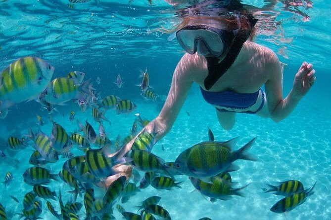 Snorkeling: Jamantas, Tubarão-Baleia e em Áreas Marinhas Protegidas