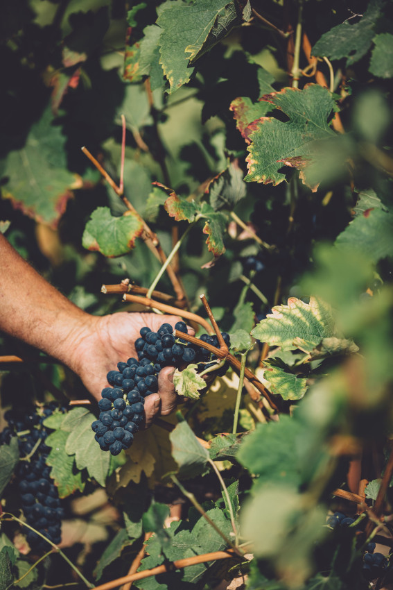 Food & Wine: Wine Slow Pace - Walking Tour of the Estate & Silver Range Tasting