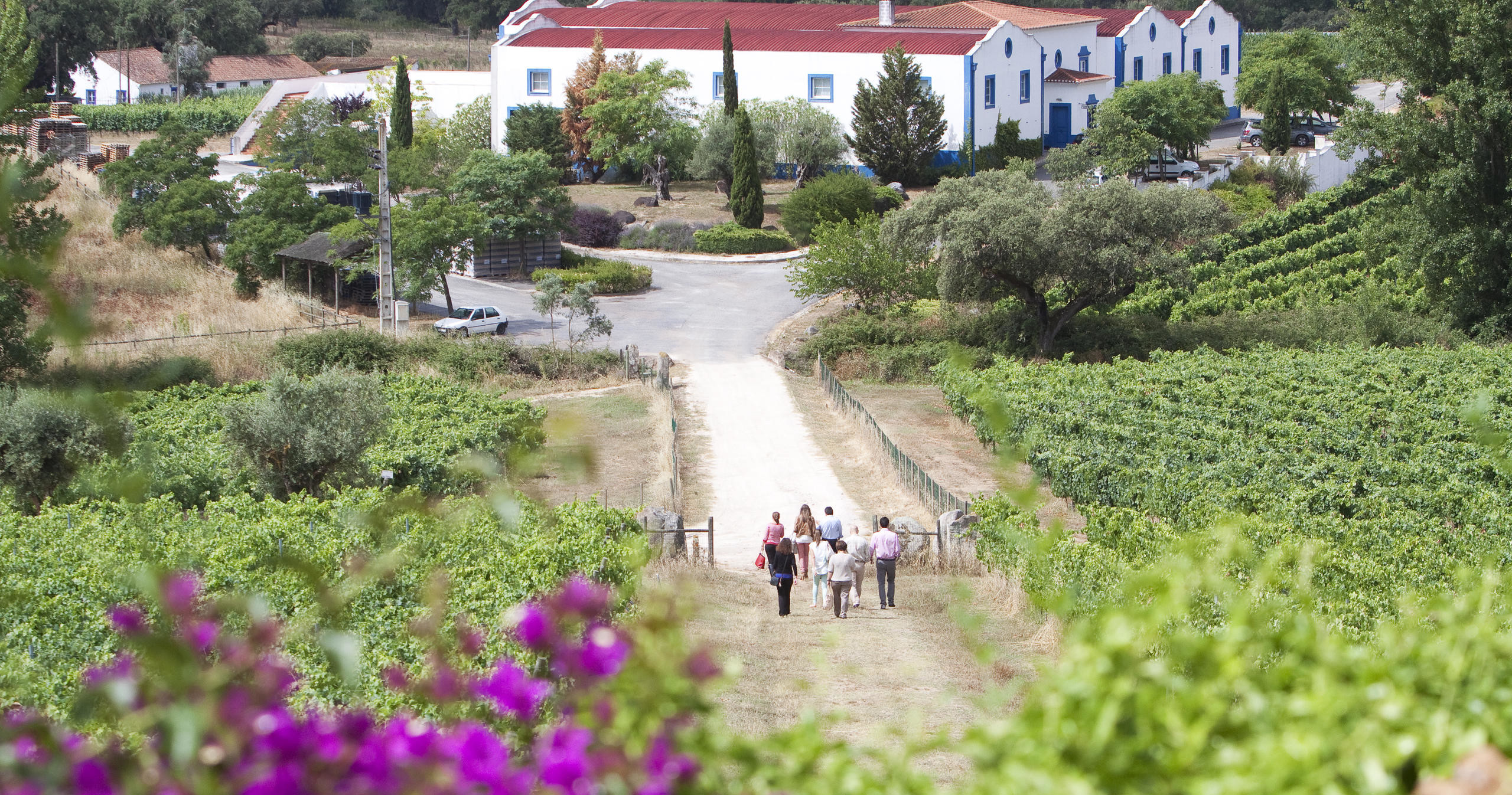 Van Tour: Wine & Culture from Évora