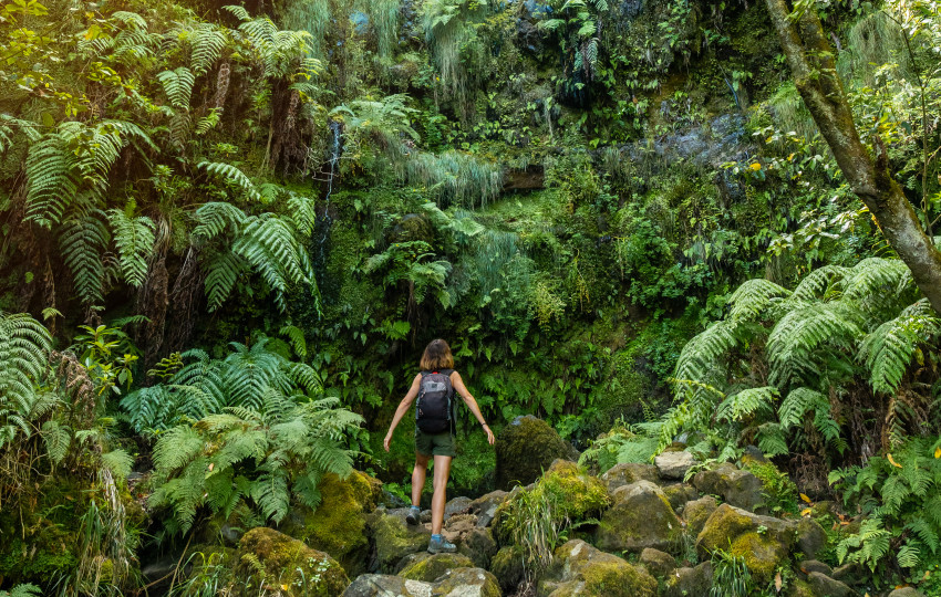 Hiking Tour: Jungle Fever - Levada Caldeirao Verde