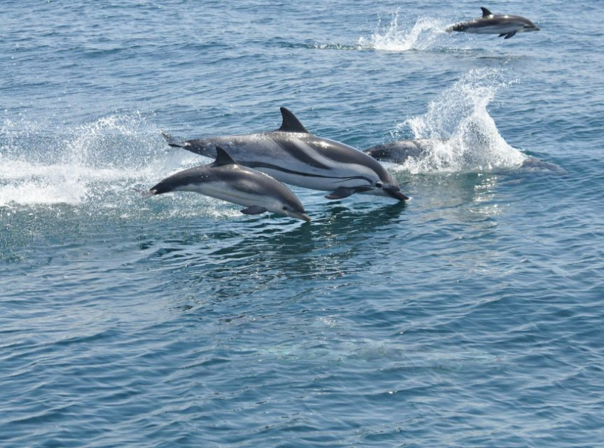 Sightseeing: Gibraltar Dolphins Full Day from Costa del Sol