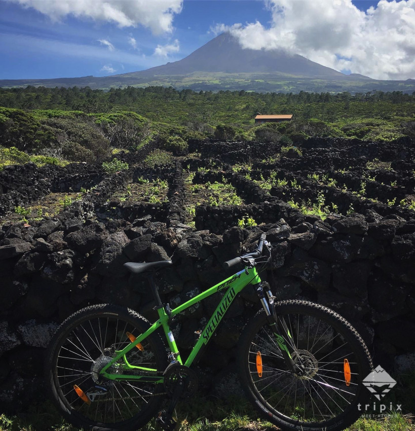 Passeios de Bicicleta: Passeios de Bicicleta pelas Vinhas